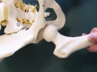 骨盤模型　股関節